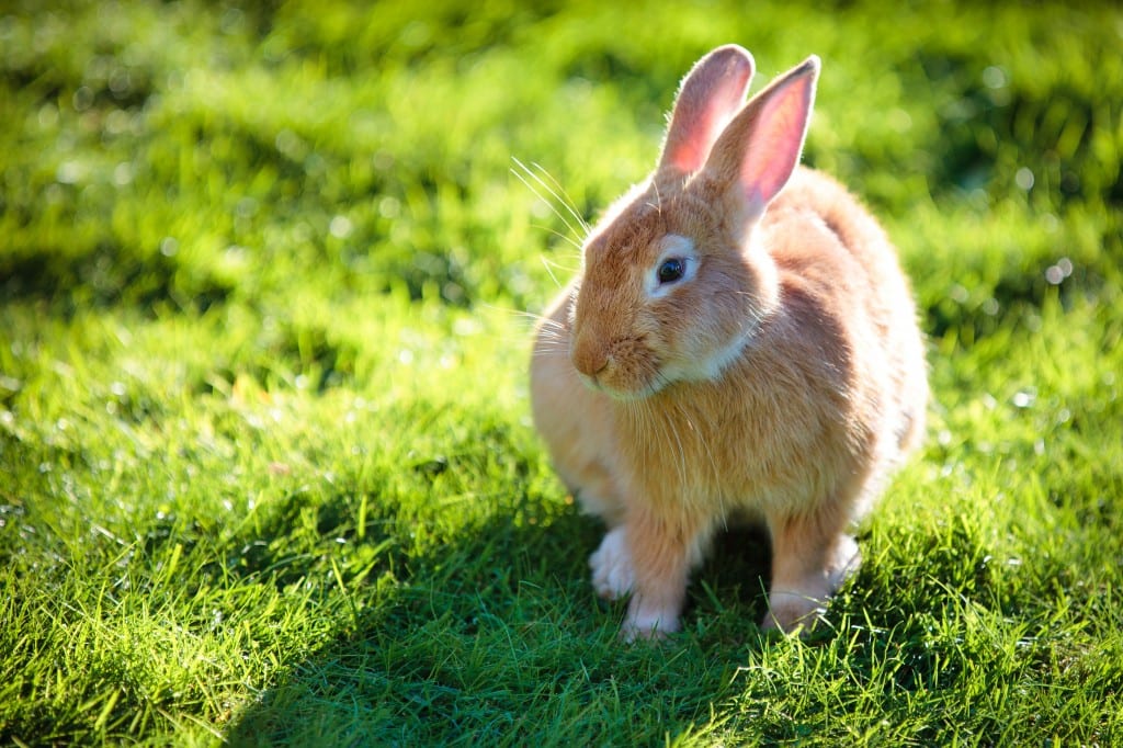 bigstock Easter rabbit on fresh green g 42232660 2
