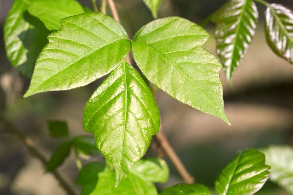 Poisonous Plants - Poison Ivy