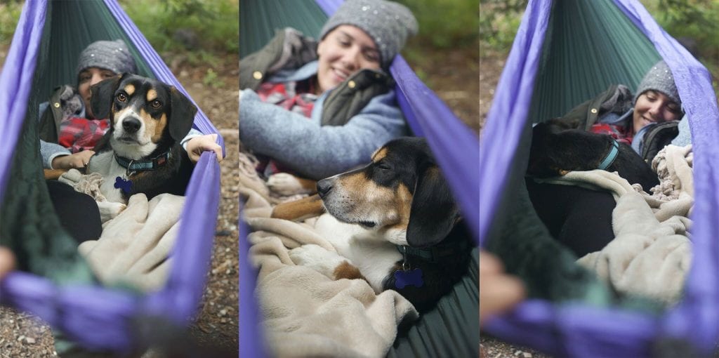 Camping with Dogs 1
