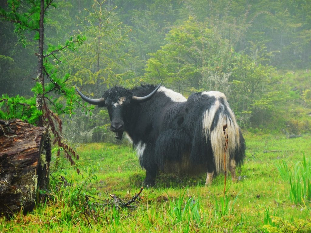 1. This is a yak. Yaks are awesome.