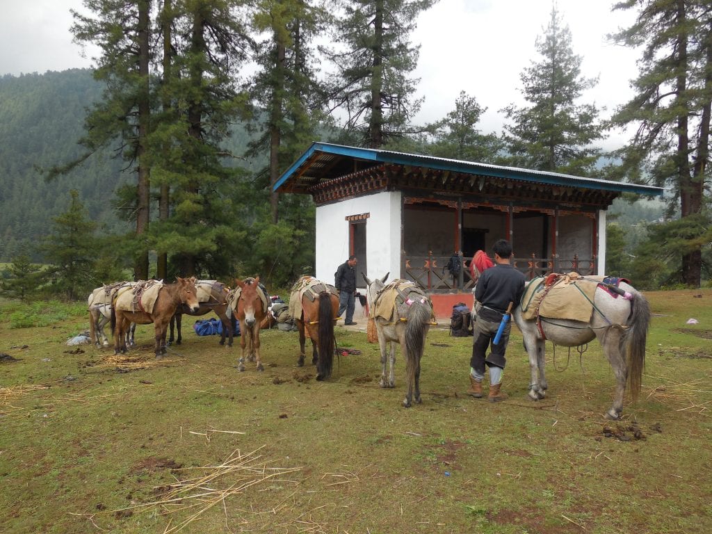 2. Our handsome horseman preparing our porters I mean horses.