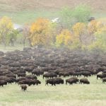 Custer State Park Buffalo Roundup 2