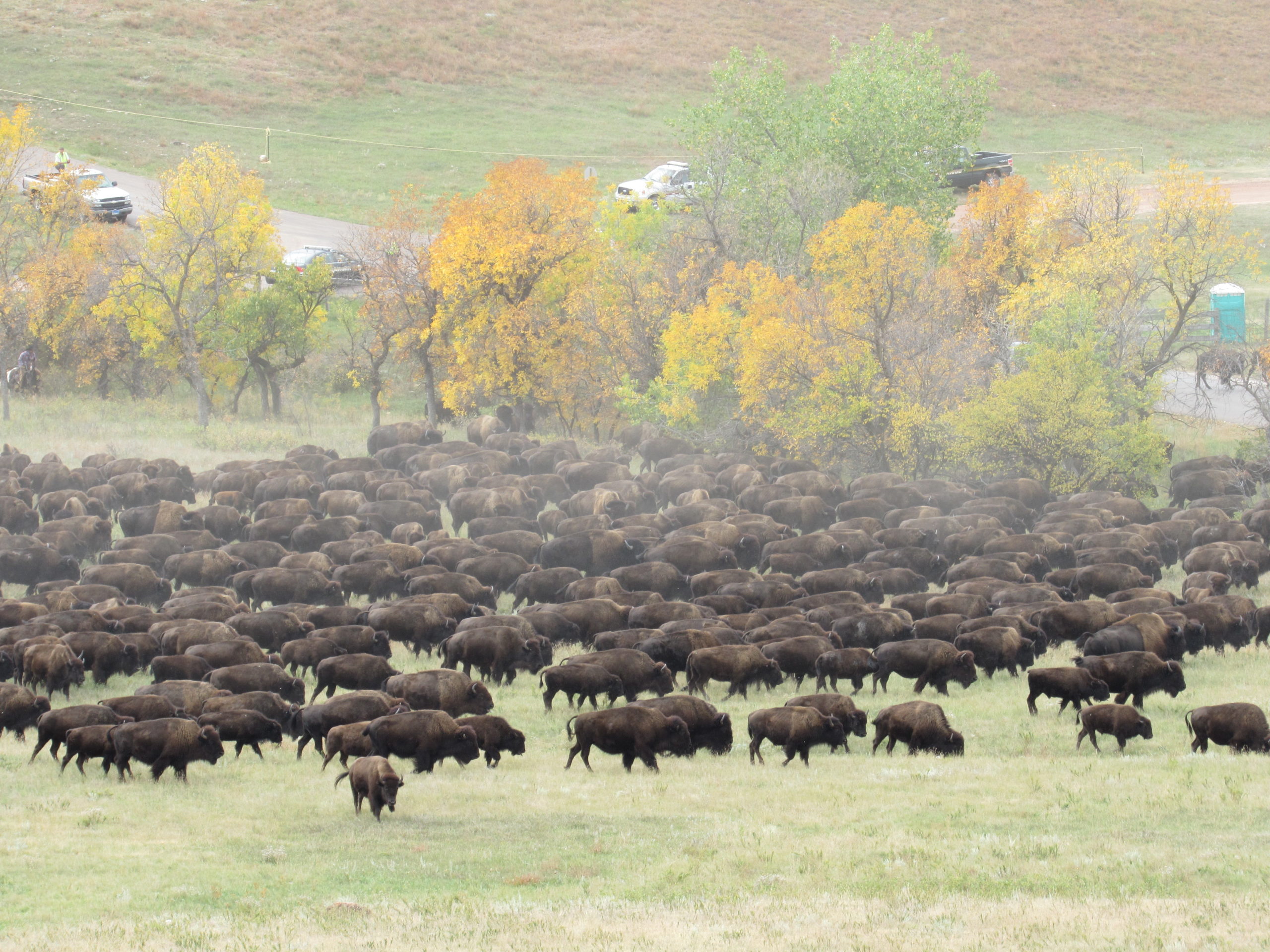 Custer State Park Buffalo Roundup 2