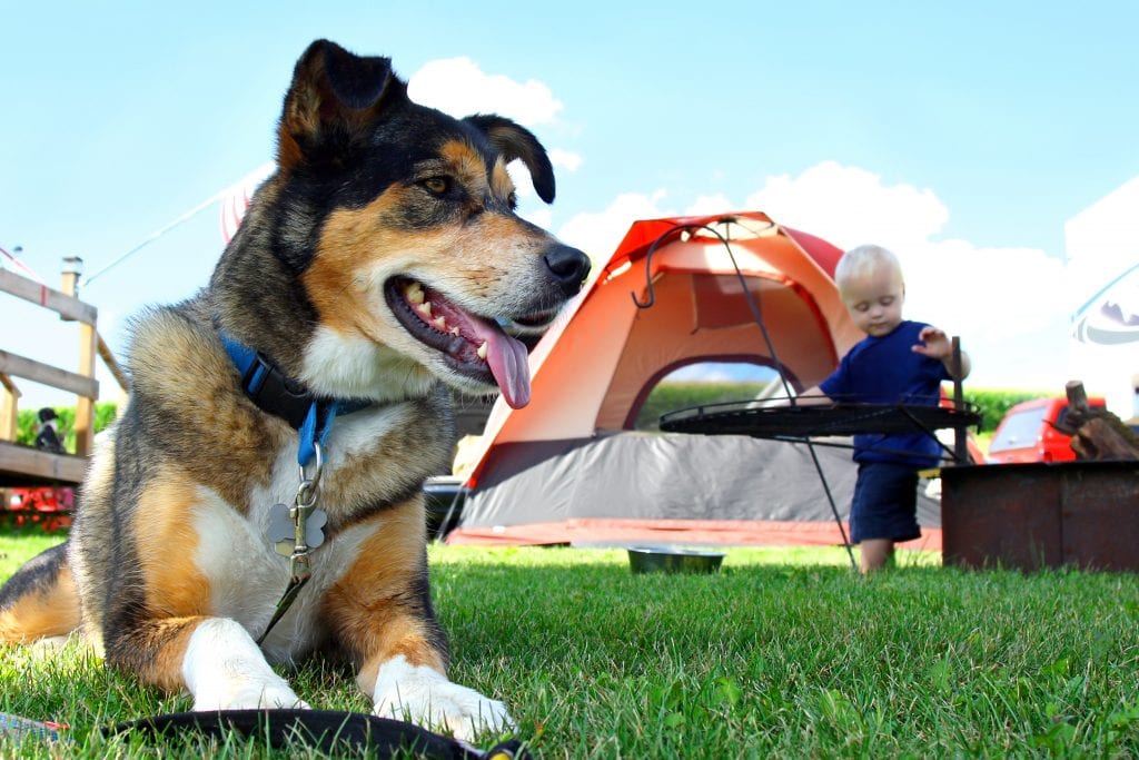 Health and Safety Tips for Camping With Your Dogs 2