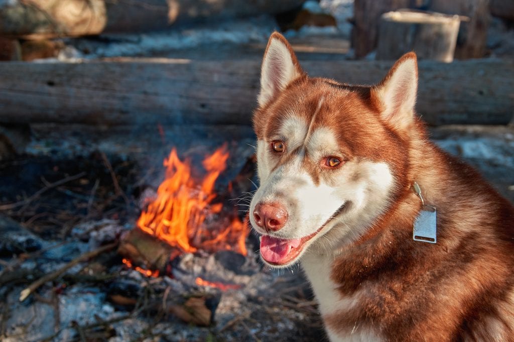 Health and Safety Tips for Camping With Your Dogs 5