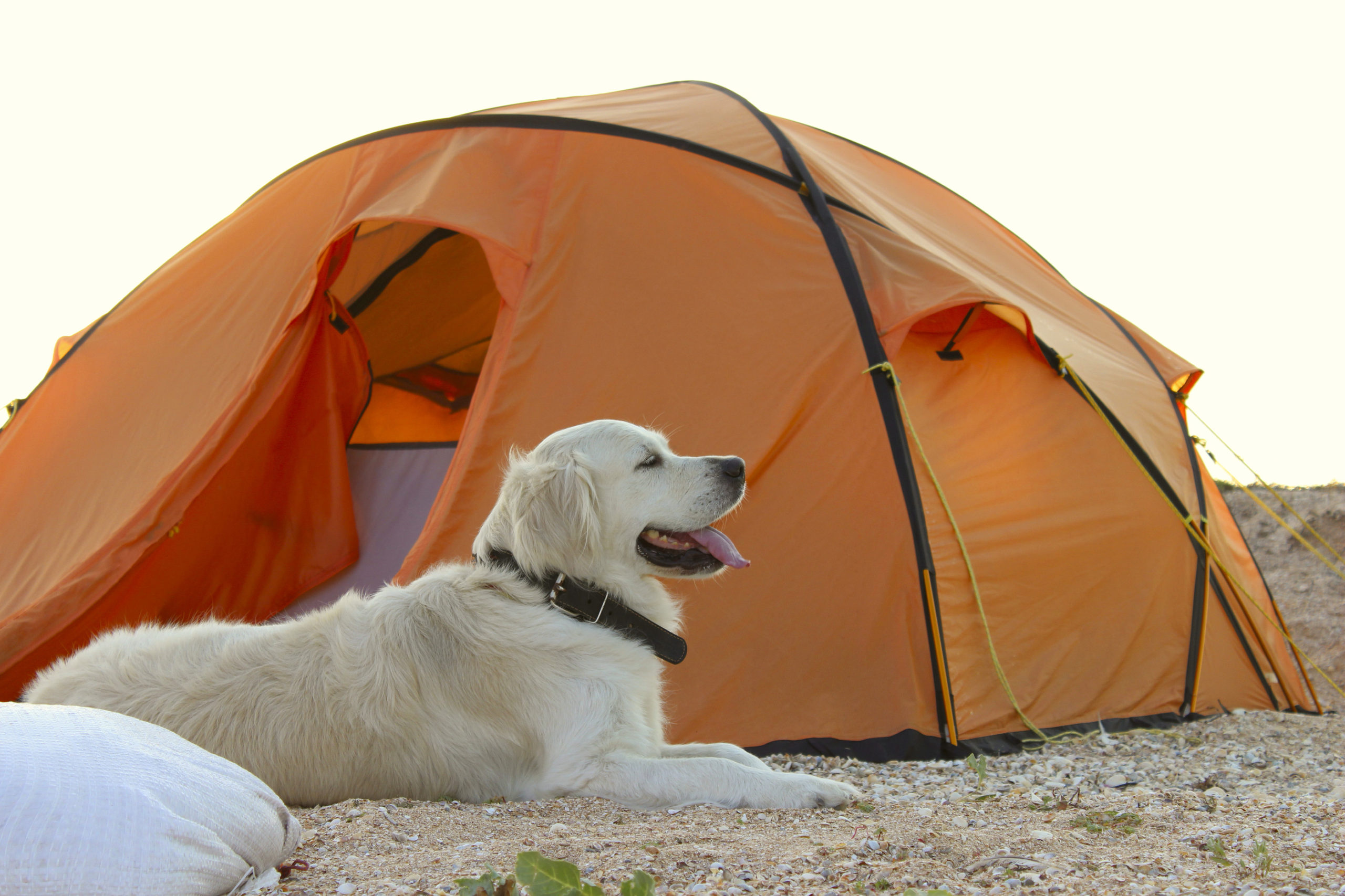 bigstock The Dog Is Lying Near Tent cam 245316664