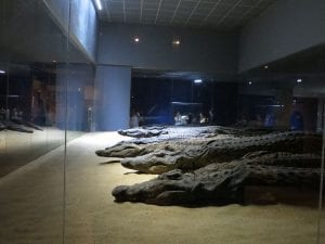 The Crocodile Museum Image By JMCC1 Own work CC BY SA 3.0 httpscommons.wikimedia.orgwindex.phpcurid22448662