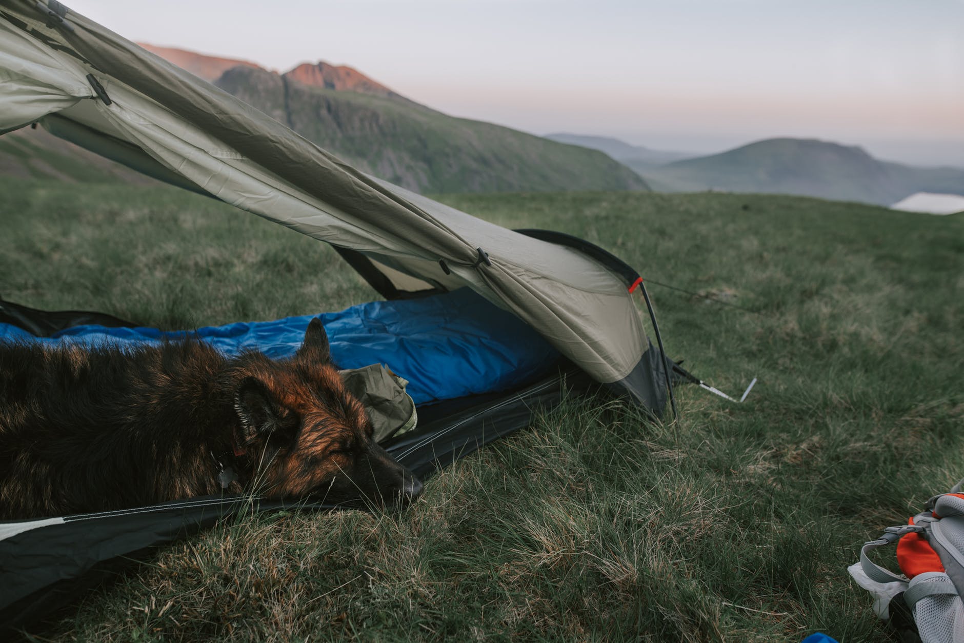 A guide to camping with your dog
