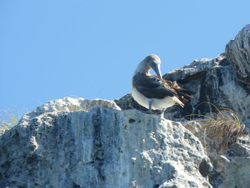 Blue-footed booby at Los Arcos Marine Park