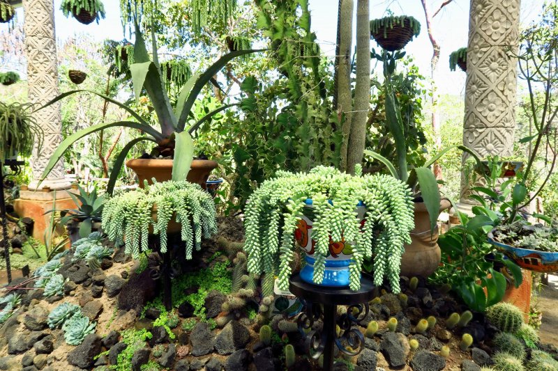 Cactus area of the Vallarta Botanical Gardens