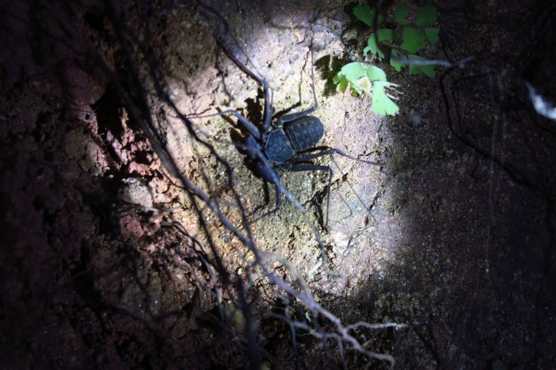 The tailless whip scorpion