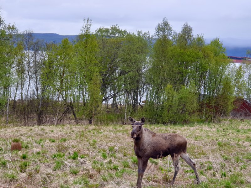Moose in the arctic circle Norway