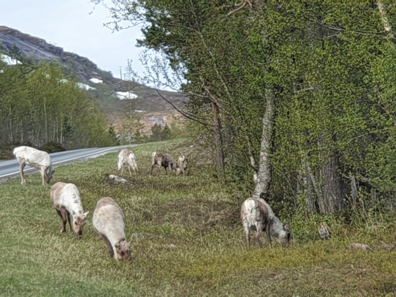 Reindeer by the road in the arctic circle Norway.