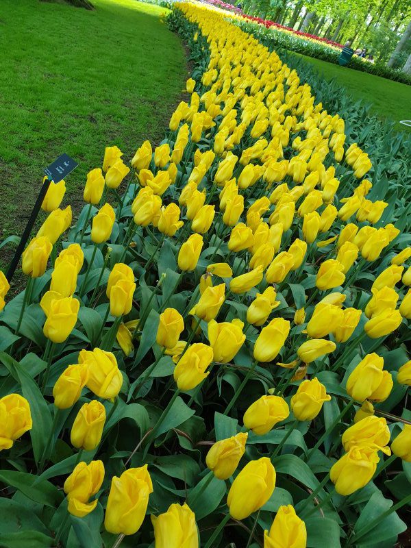 The classic Dutch yellow tulip is a favorite with many
