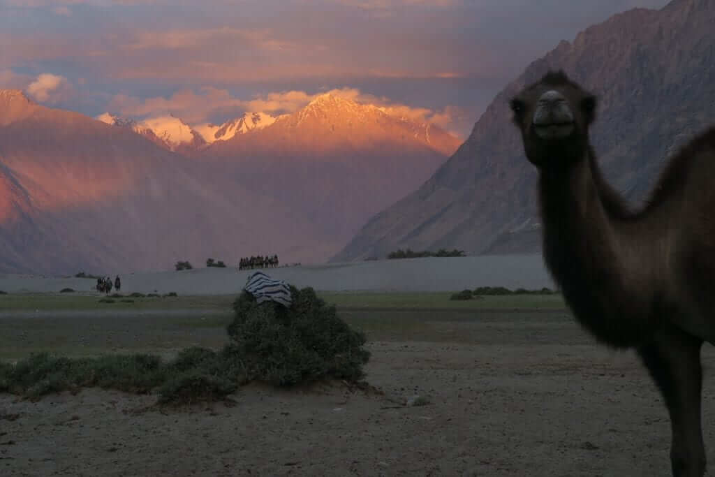 Ladakh 16