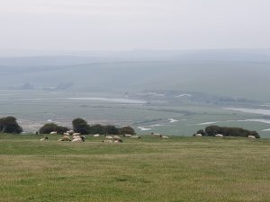 Sheep in South Downs National Park