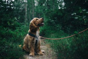 How To Hike, Backpack, and Camp Safely With Your Dog 2