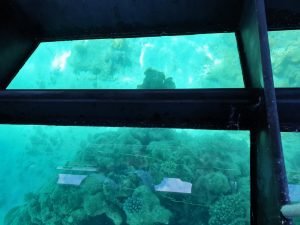 Glass Bottom Viewing at Green Island