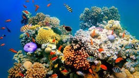 Coral and ecosystem in the Great Barrier Reef is fragile.