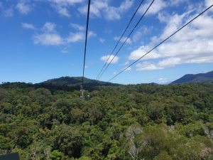 Skyrail cableway above the rainforest