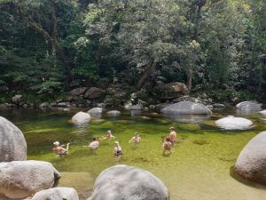 Swimming at Mossman Gorge in the Daintree Rainforest
