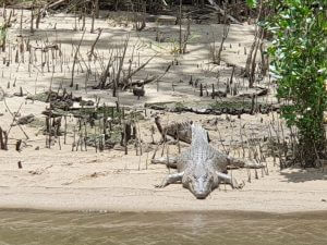 Crocodile at the Daintree River