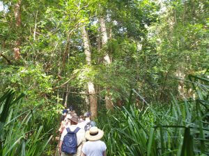 Daintree Rainforest Tour at Cape Tribulation