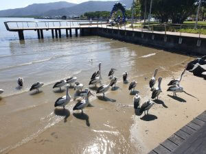 Cairns waterfront