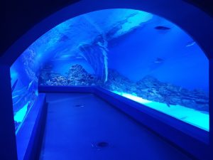 Cairns Aquarium tunnel
