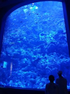 Cairns Aquarium coral tank