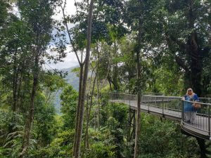Atherton Tablelands forest walkway