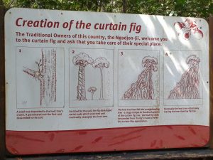 Sign of the curtain fig tree