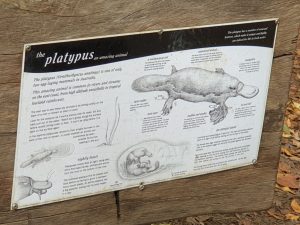 Platypus sign at Yungaburra.