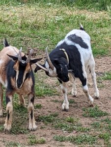 Goats entertaining author at a Harvest Host stay