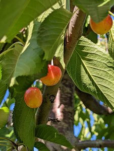 Sampling Washington Cherries at Harvest Hosts